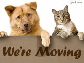 we_dogcatmoving
