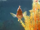 Fish in an aquarium, ready to be moved.