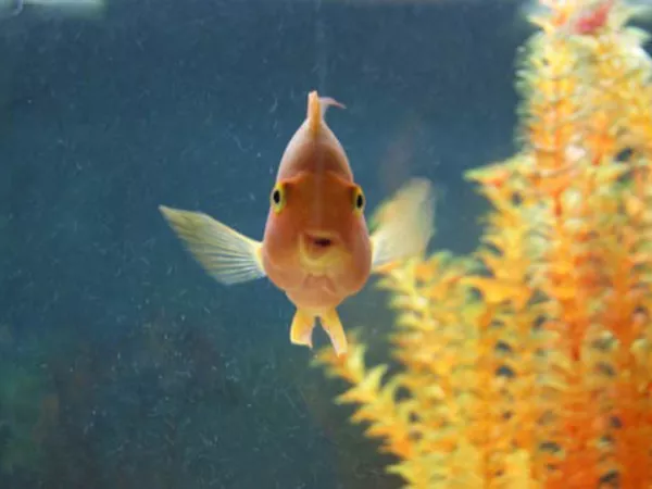 Fish in an aquarium, ready to be moved.