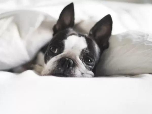 Boston terrier laying in bed after moving to Canada.