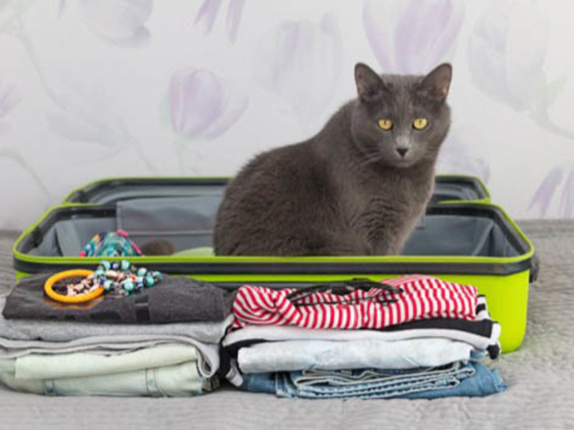 Tips for Moving a Cat Long Distance | U-Pack
