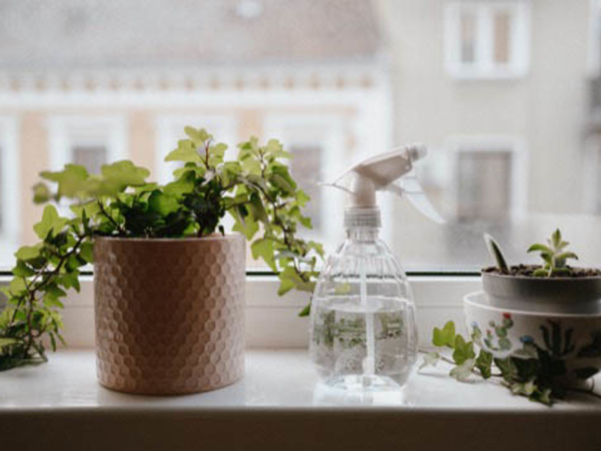 How do you move houseplants from one state to another? | U-Pack