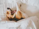 Small beagle dog laying in bed after moving to Hawaii.