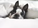 Boston terrier laying in bed after moving to Canada.