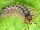 A spongy moth caterpillar with red spots crawls on a leaf.
