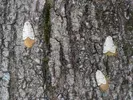 Three female spongy moths, white with dark V-shaped markings, lay brown egg masses on the bark of a tree.