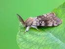A male spongy moth, mottled brown with feathery antennae, sitting on a green leaf.