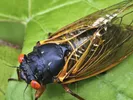 A cicada resting on a leaf.